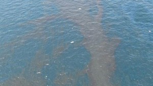 زيت1