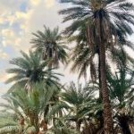 مصدر رسمي يتحدث بالأرقام عن عدد أشجار النخيل في “آدرار” وإنتاجها السنوي من التمور
