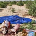 ضبط لحوم بأختام بيطرية مزورة في توجنين